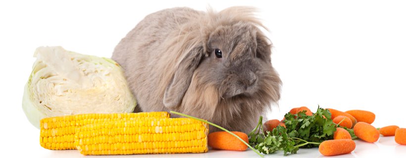 Quanto deve mangiare un coniglio?