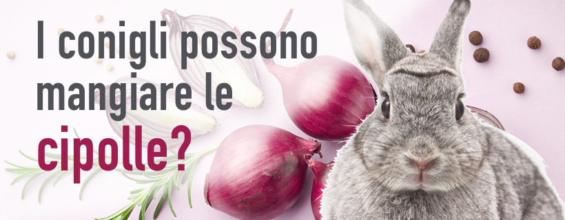 I conigli possono mangiare le cipolle?