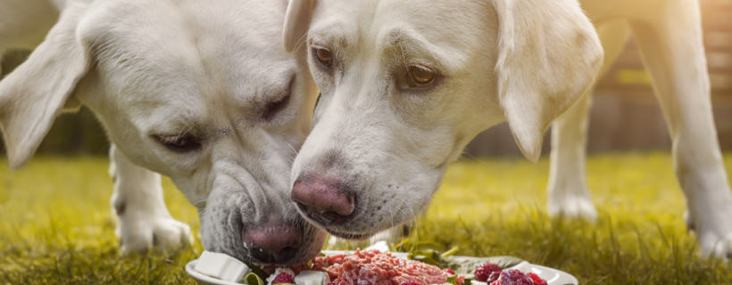 Omega-6 per i cani: quali sono i benefici?