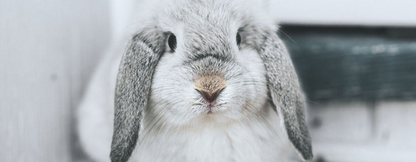 Perch&eacute; il coniglio non mangia? Cause e rimedi casalinghi