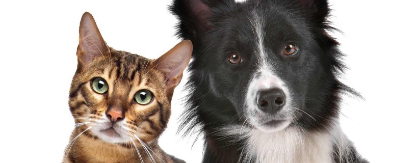 La Top 10 dei supplementi per cani e gatti: funzionano davvero?