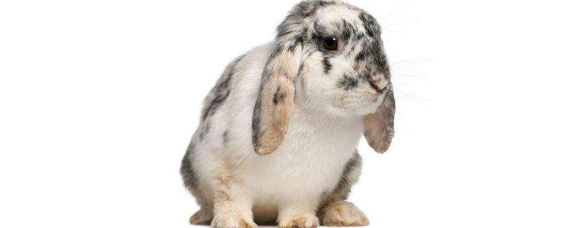 Obesità nel coniglio: sintomi, cause e possibili problemi