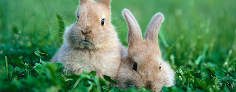Accoppiamento dei conigli: consigli e trucchi per assicurarvi accoppiamenti di successo e grandi cucciolate di conigli