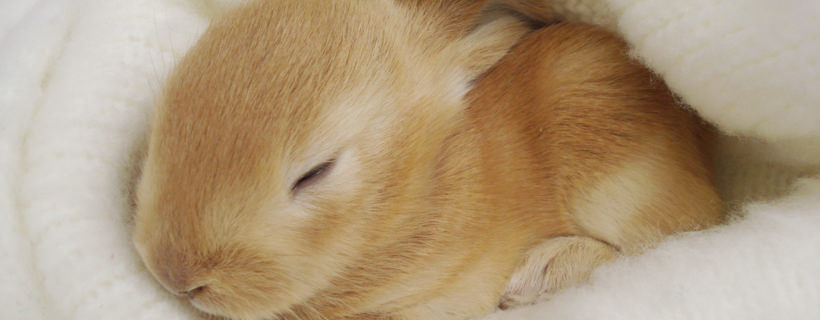 Il sonno dei conigli e la loro routine