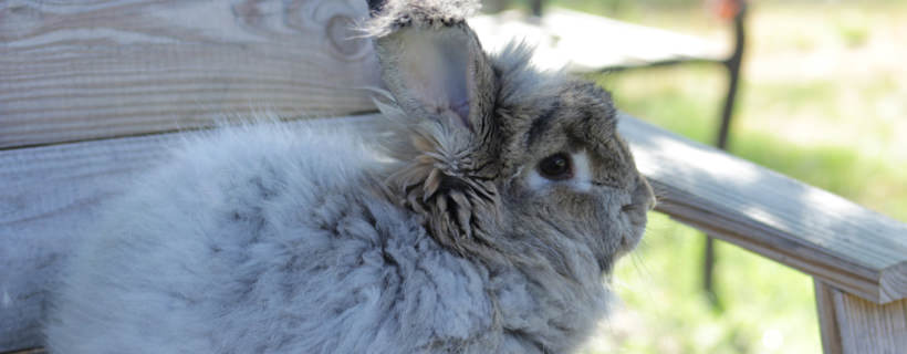 Quanto vivono i conigli? Consigli per far vivere più a lungo il tuo coniglio