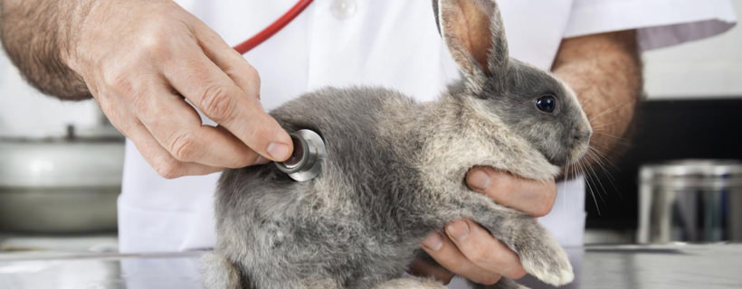 Malattie comuni dei conigli: sintomi, cure e prevenzione