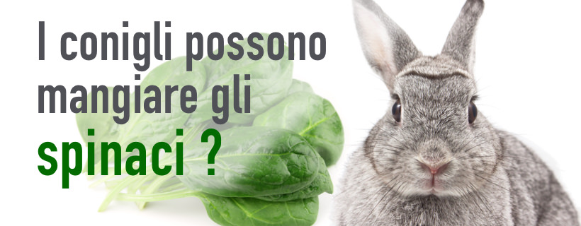 I conigli possono mangiare gli spinaci?