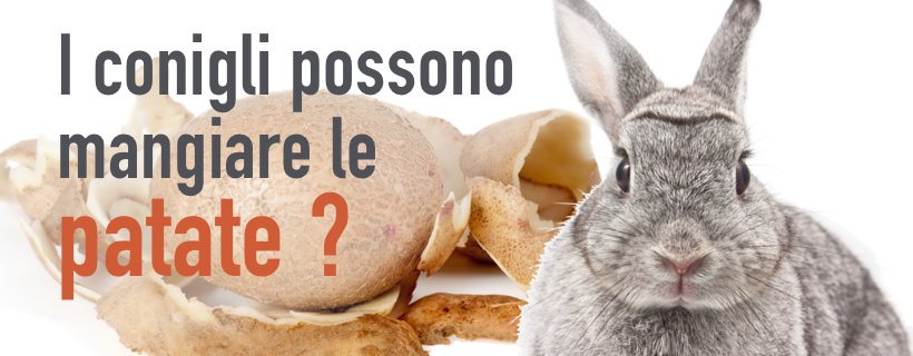 I conigli possono mangiare le patate?