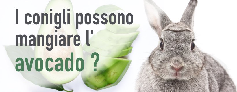 I conigli possono mangiare l'avocado?