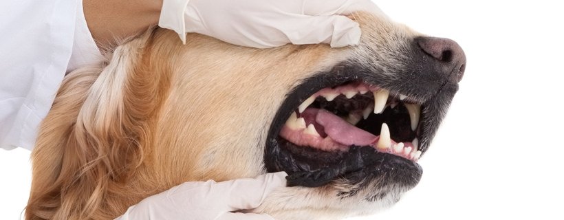 I pericoli delle malattie gengivali nei cani