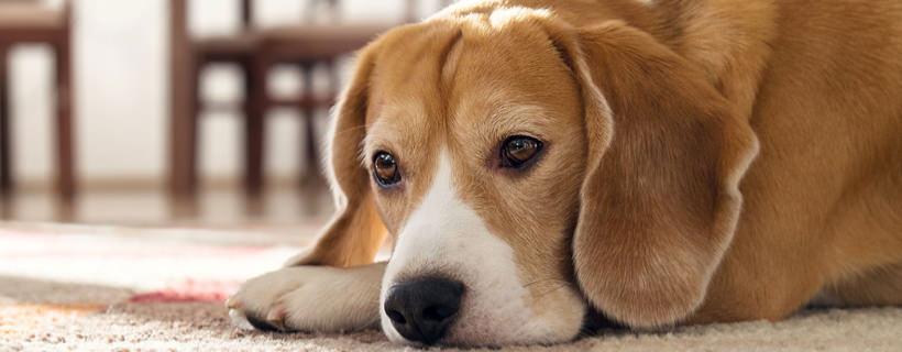 Il vostro cane ha un'infezione al tratto urinario? Ecco i sintomi