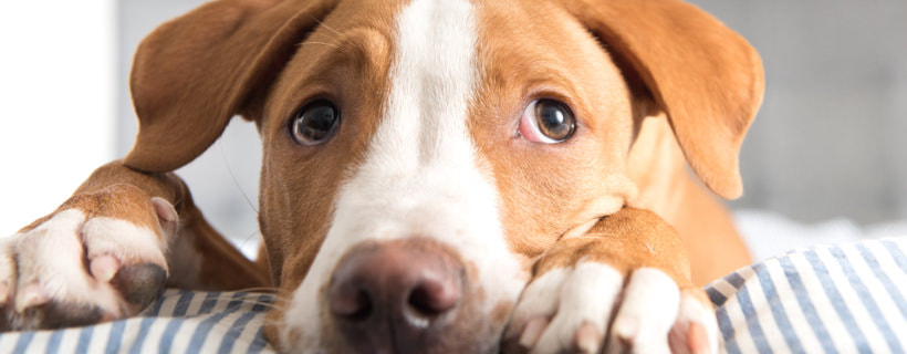 Rogna rossa (demodettica) nel cane: una guida basata sulla Scienza