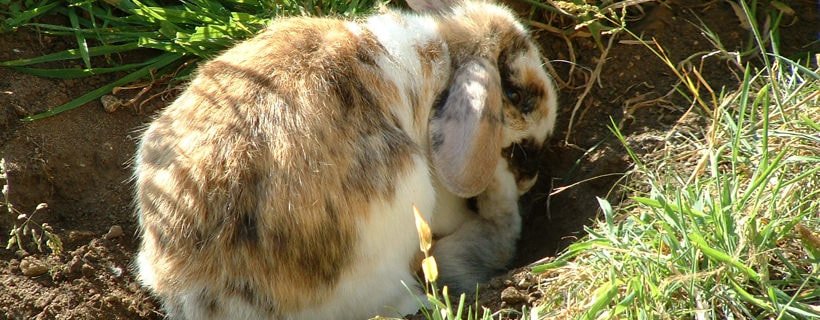 Coniglio che scava e rosicchia: come comportarsi?