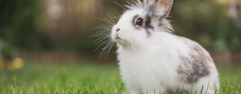 Come costruire una relazione affettiva con il coniglio