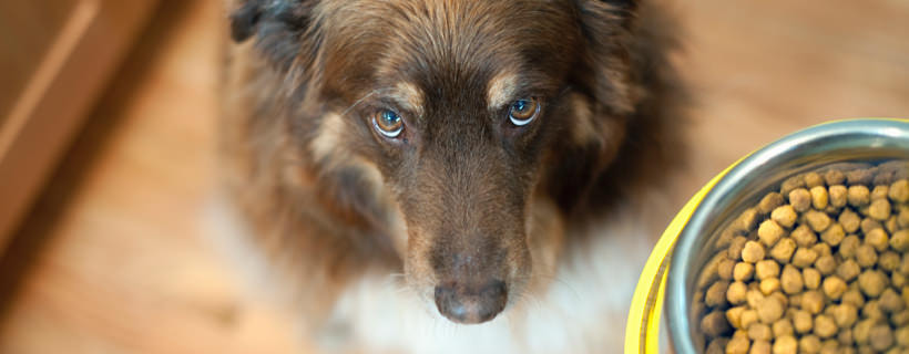 Il cane non mangia: 14 possibili motivi (e soluzioni)