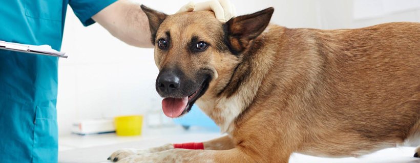 Vermi intestinali del cane: cosa fare (la guida veterinaria)