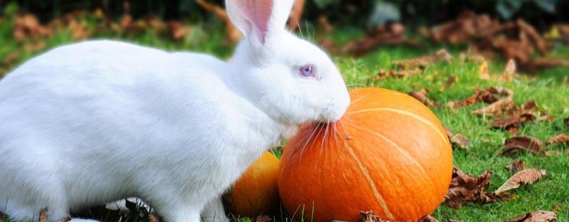I conigli possono mangiare la zucca?