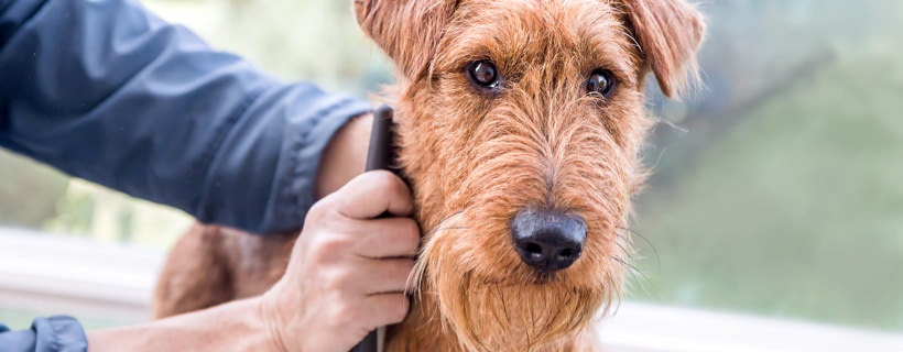 Forfora nel cane: Guida (veterinaria) alla risoluzione definitiva