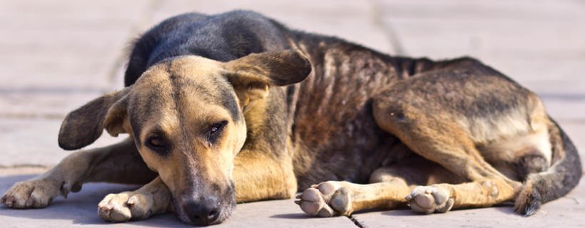 Anoressia dei cani: 13 ragioni per cui il tuo cane rifiuta il cibo