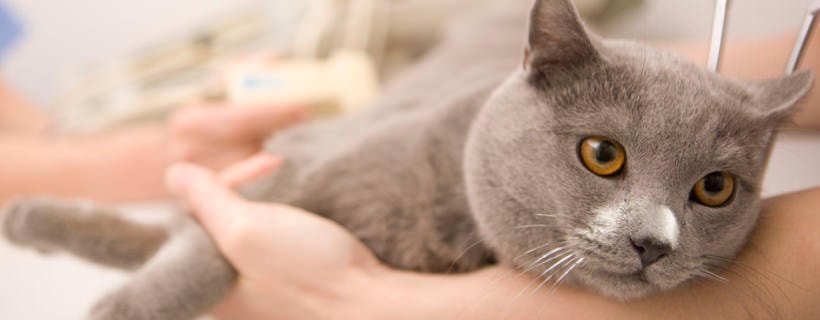 Epilessia e crisi convulsive nel gatto: guida veterinaria completa