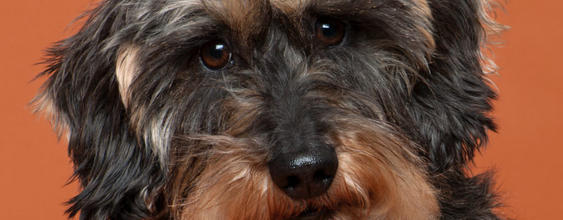 Quanto vivono i cani? Guida completa alla longevità del cane