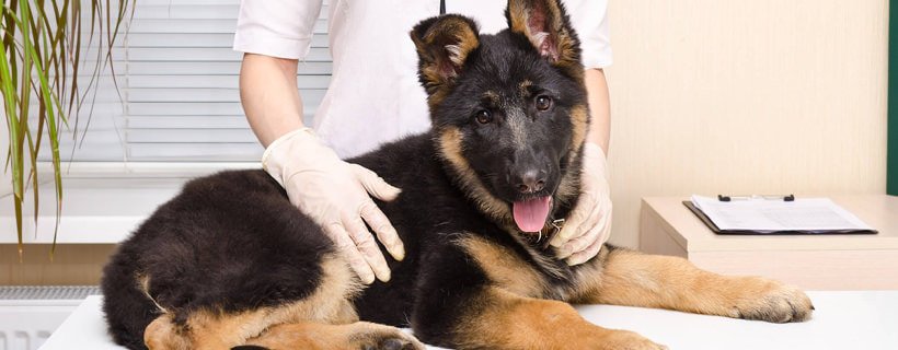 Le 20 razze canine più soggette a displasia dell'anca