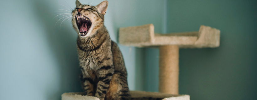 Come insegno al mio gatto ad usare il tiragraffi