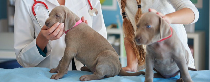 Cianosi (pelle bluastra) nei cani: sintomi e cure