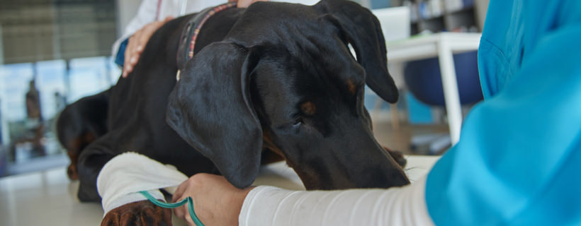 Tetano nei cani: cos'è, come trattarlo e prevenirlo