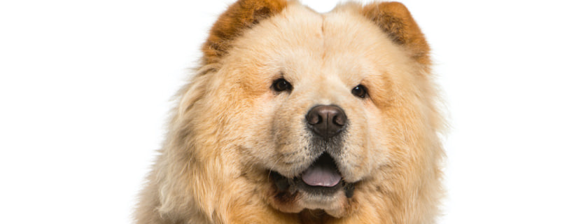 Cani cinesi: la classifica delle razze pi&ugrave; popolari