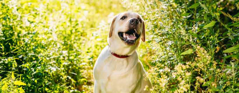 5 step per migliorare (in un anno) la salute del vostro cane