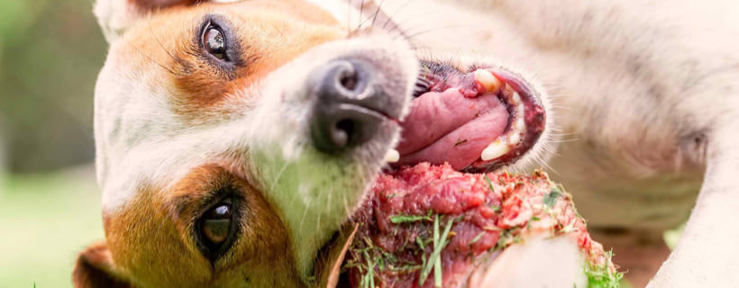 Perché il calcio è cosi importante per il cane?
