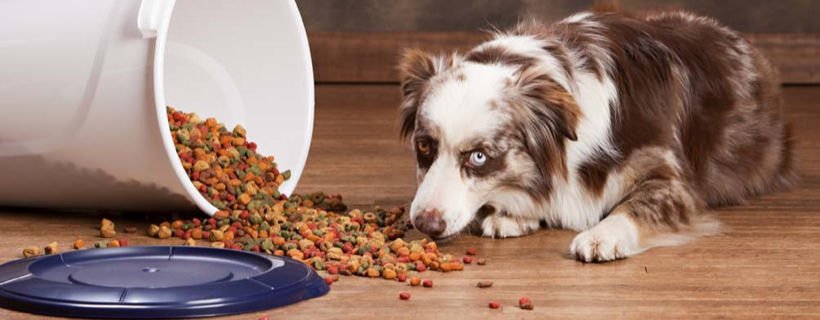 Carenza di magnesio nei cani: sintomi, cause e soluzioni