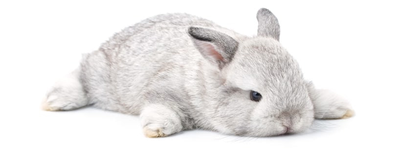 Come impedire al coniglio di urinare su tappeti, letti e divani