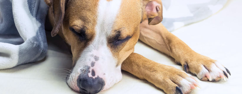 10 modi per affrontare i papillomi nei cani