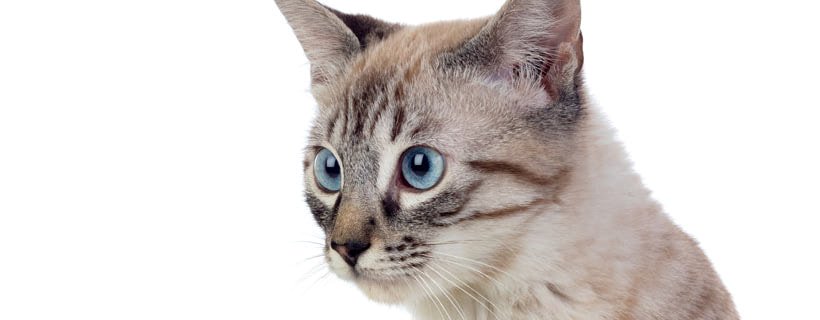Gatti dagli occhi azzurri: razze e curiosità