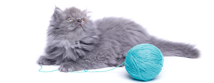 Giochi per gatti: 12 consigli per scegliere al meglio