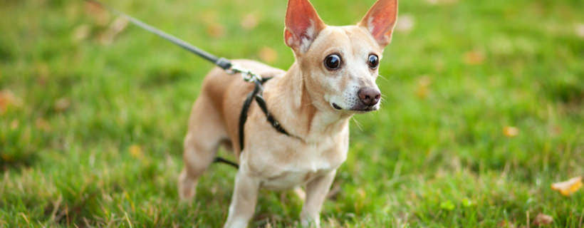 Cani con difficoltà nel camminare: 10 cause e come comportarsi