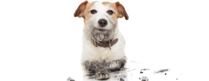 Come pulire il pelo bianco del cane (passo per passo)