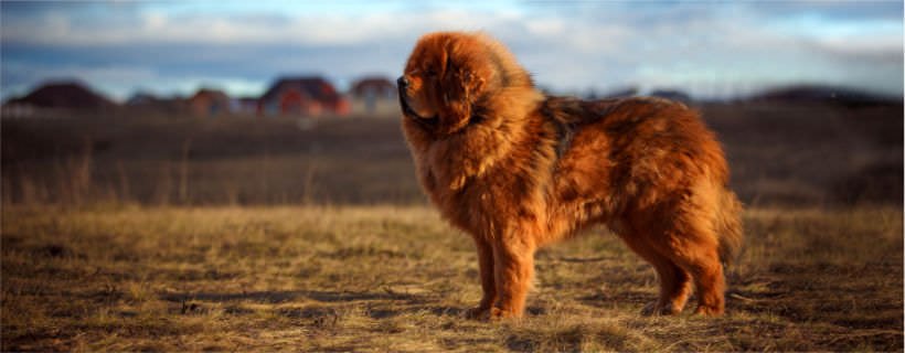 Cani Grandi: la classifica delle razze di grossa taglia