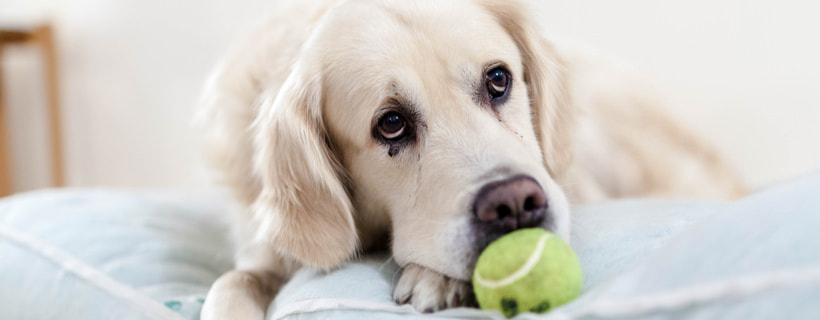 Avvelenamento del cane: cosa fare in caso di ingestione di veleno per topi