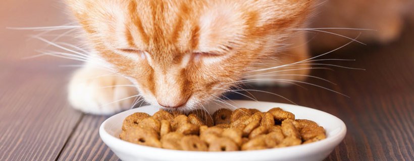 Quali sono le migliori proteine digeribili per i gatti