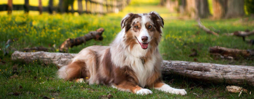 Giardia nei cani: come sconfiggerla naturalmente
