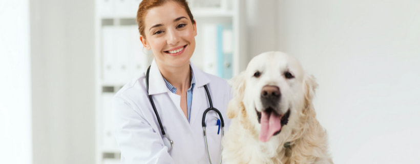 Come trattare la dermatite piotraumatica (Hot Spot) nei cani: La guida definitiva