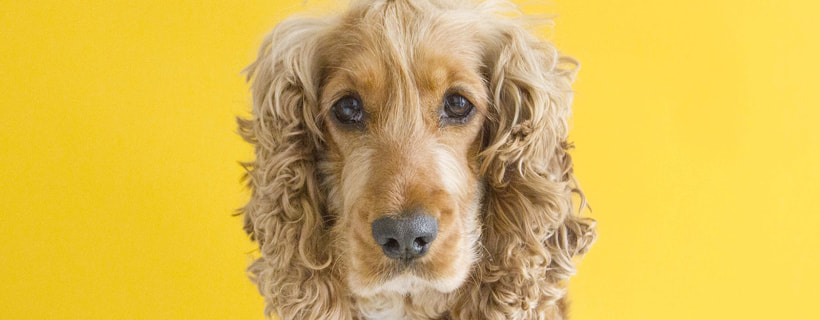 Rimedi casalinghi contro la perdita di pelo nei cani (La guida completa)