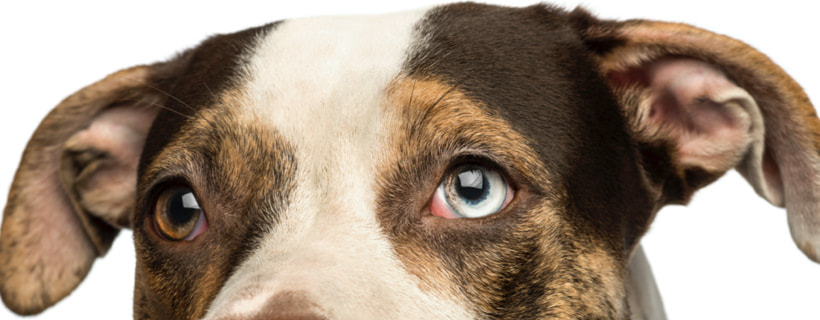 Malattie degli occhi del cane: trattarle in modo naturale