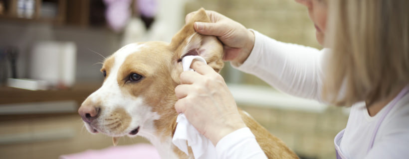 Infezioni all'orecchio del cane: i 5 migliori rimedi naturali