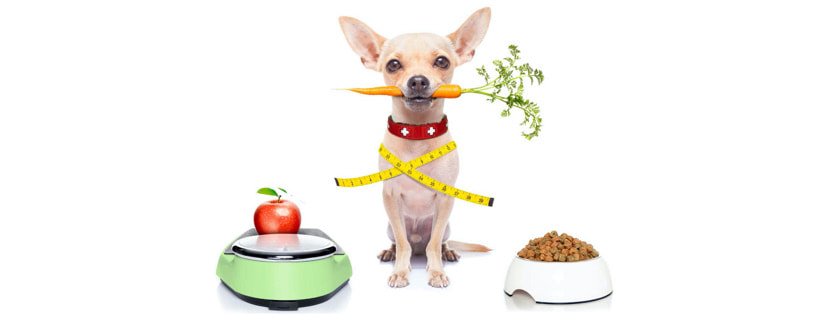 Come far dimagrire un cane sovrappeso (piano per una dieta in 30 giorni)