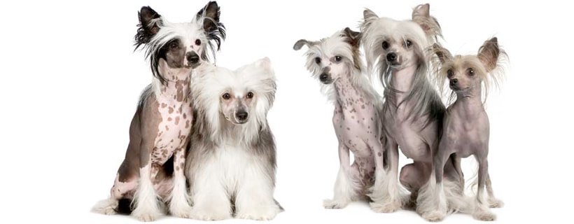 10 Razze di Cani senza pelo: conosci le loro caratteristiche e curiosità