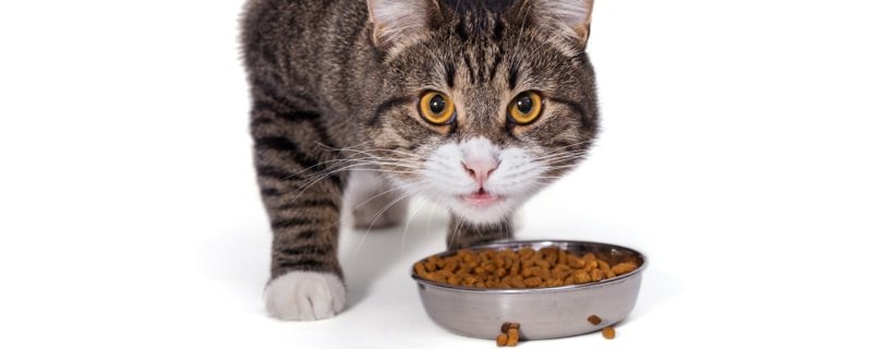 Cereali e carboidrati per i gatti: tutto quello che devi sapere